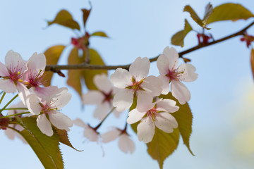 Sakura flowers blooming. Beautiful pink cherry blossom