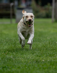 Labrador retriever running outside in the park. Selective focus