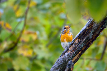 robins chick peeping from behind the stick