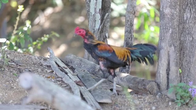 Fighting Cock in the forest