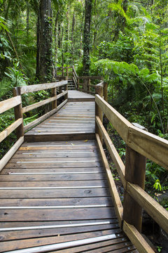 Fototapeta Jindalba boardwalk in the Daintree rainforest National Park, Queensland, Australia