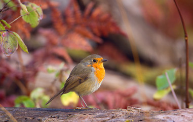 Small songbird robin in the forest. Autumn