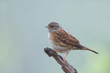 Small songbird Dunnock (Prunella modularis) on a stump. Blurred homogeneous background