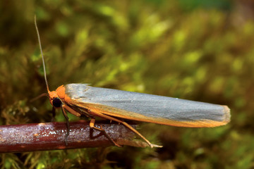 Scarce footman moth (Eilema complana). Slender British insect in the family Erebidae, previously Arctiidae, at rest. 