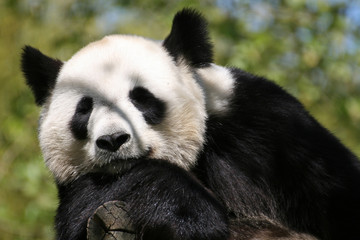 Gros plan sur la tête d'un panda géant. Le mammifère blanc et noir se repose, la tête appuyée...