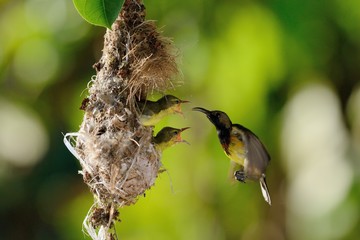 Sun-bird flying feeding new born chicks