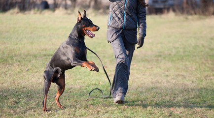 Dog Training. Breed Doberman.