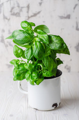 Fresh basil in vintage cup on white background. Selective focus