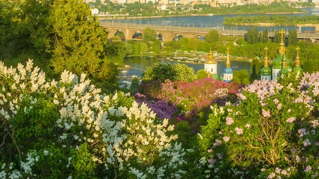 View of blooming lilacs and the Church of the Botanical Garden, Kiev, Ukraine. 