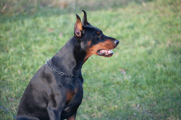 Dog breed Doberman.
