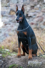 Dog breed Doberman.