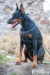 Dog breed Doberman.