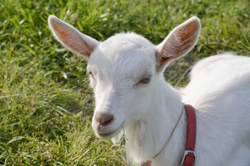 Obraz premium 子ヤギ