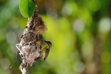 Sun-Bird Feeding new born chicks