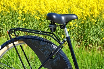 Detailaufnahme eines Fahrrads in der Natur: Fahrradsattel und Gepäckträger
