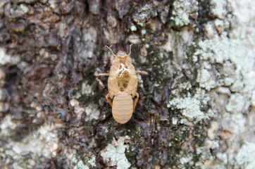 slough off the cicada's golden shell