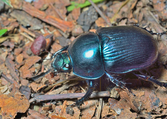 Dung-beetle 6