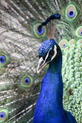 Obraz premium Peacock during mating season - Pfau während der Paarungszeit 