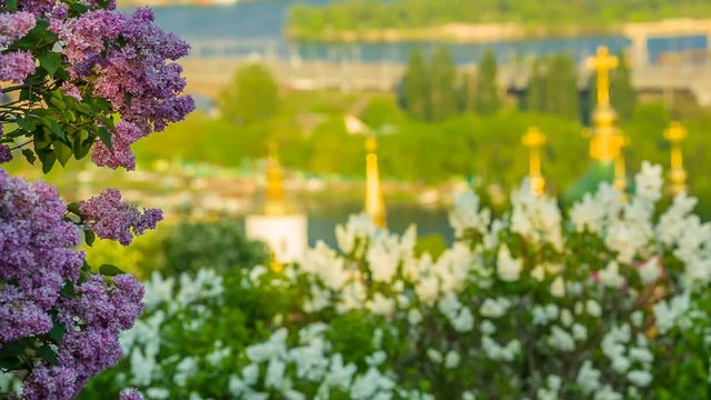 View of blooming lilacs and the Church of the Botanical Garden, Kiev, Ukraine. 