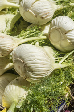Bulbs of fresh fennel vegetable on market