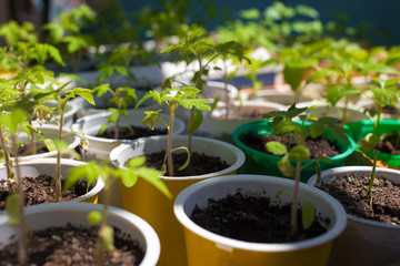 Tomato seedlings
