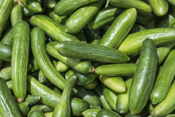 Fresh green cucumber