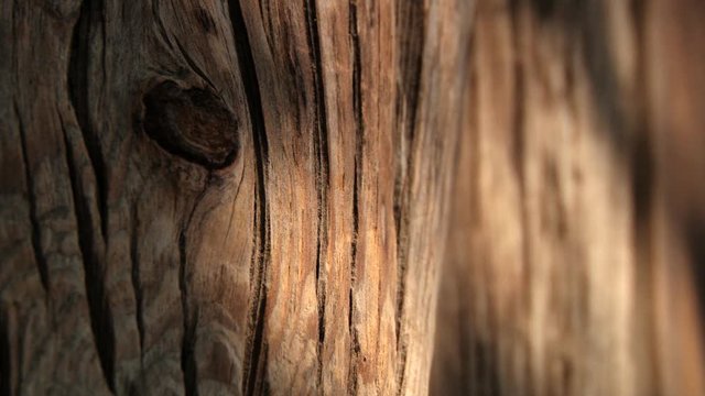 View to the bark of an old tree with play of sun and shadow in Gyeongju, Korea.
