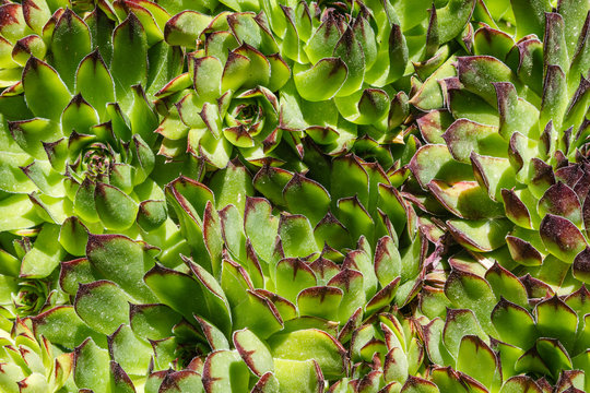 Sempervivum cantabricum. Cortadera.