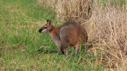 Small kangaroo grazing on a meadow