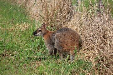 Wallaby grazing on a farm in NSW, Australia