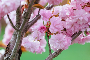 Beautiful flower cherry Blossom or sakura, Sakura Flower or Cherry Blossom With Beautiful Nature...