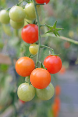 tomato on branches