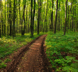 Path in green deciduous forest, nature background