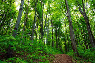 Path in green deciduous forest, nature background