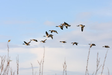 Canada Geese flying over Dungeness