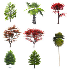 Fototapeta premium tree isolated white background