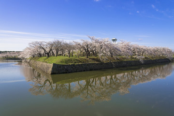 お堀沿いに咲き誇る満開の桜と五稜郭タワー