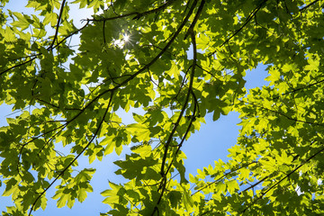Lumière du jour à travers des branchages