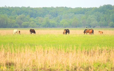 Horses on farm