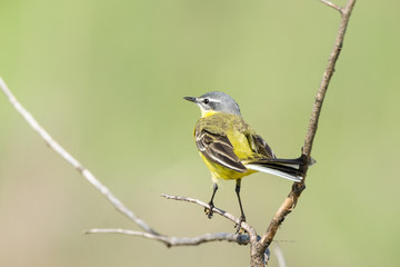 Fototapeta premium wagtail on a branch