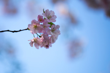 Cherry blossom background with spring day.