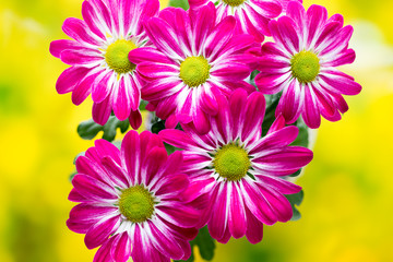 Pink chrysanthemum  on yellow backgrounds.