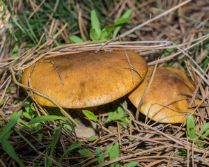 boletus mushrooms