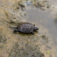 little turtle
