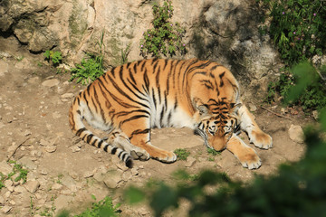 Trauriger Tiger