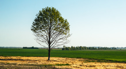 Fototapeta na wymiar Дерево в поле