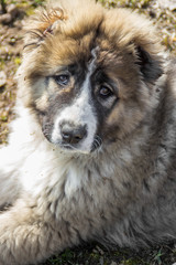 Fluffy Caucasian shepherd dog