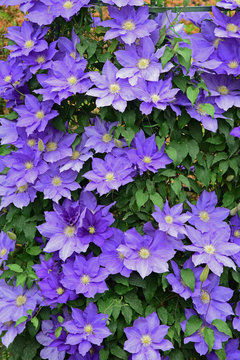 5 件の最適な 鉄線花 画像 ストック写真 ベクター Adobe Stock