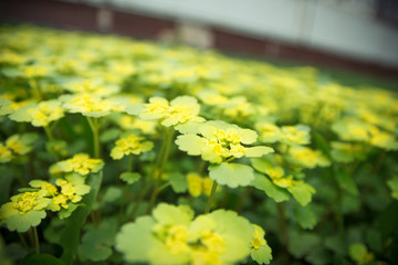 Весна - это жизнь