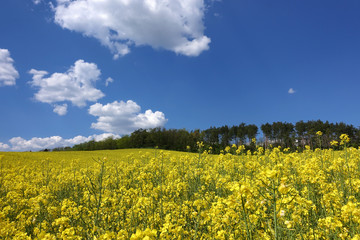 Landschaft mit gelbem Rapsfeld